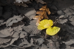 foglie-nellacqua